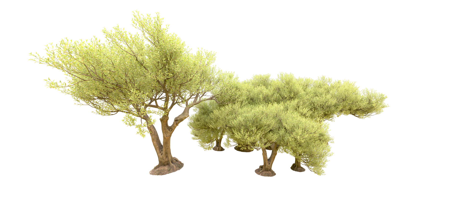 Green forest isolated on background. 3d rendering - illustration png