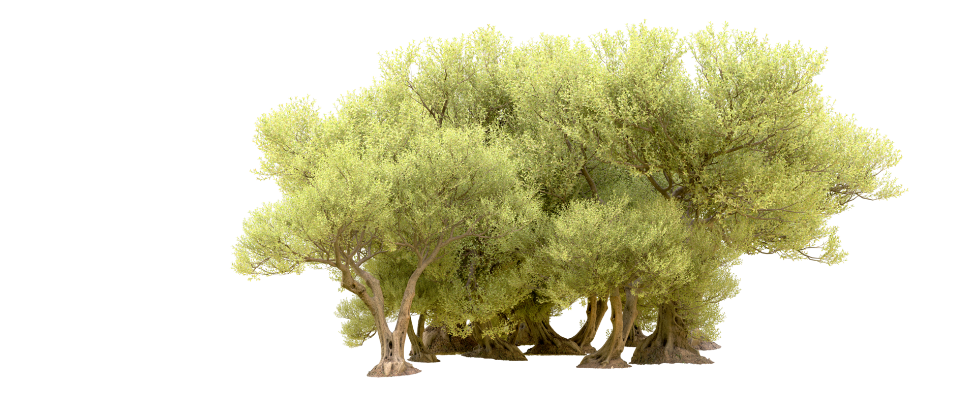Green forest isolated on background. 3d rendering - illustration png