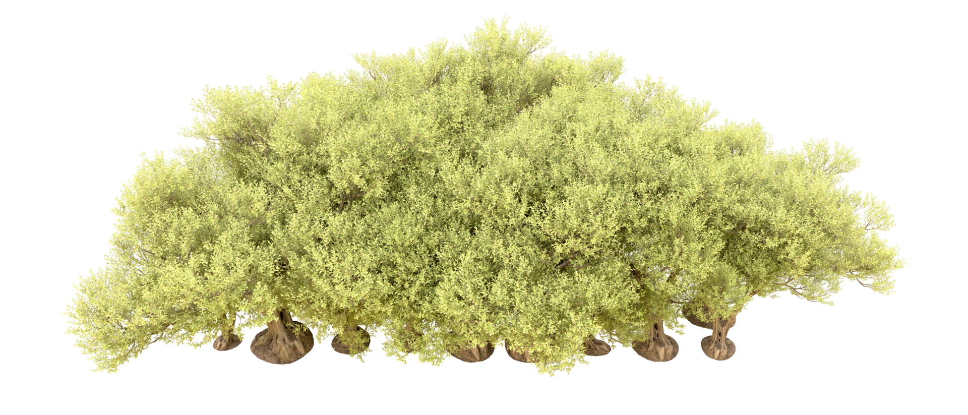 Green forest isolated on background. 3d rendering - illustration png
