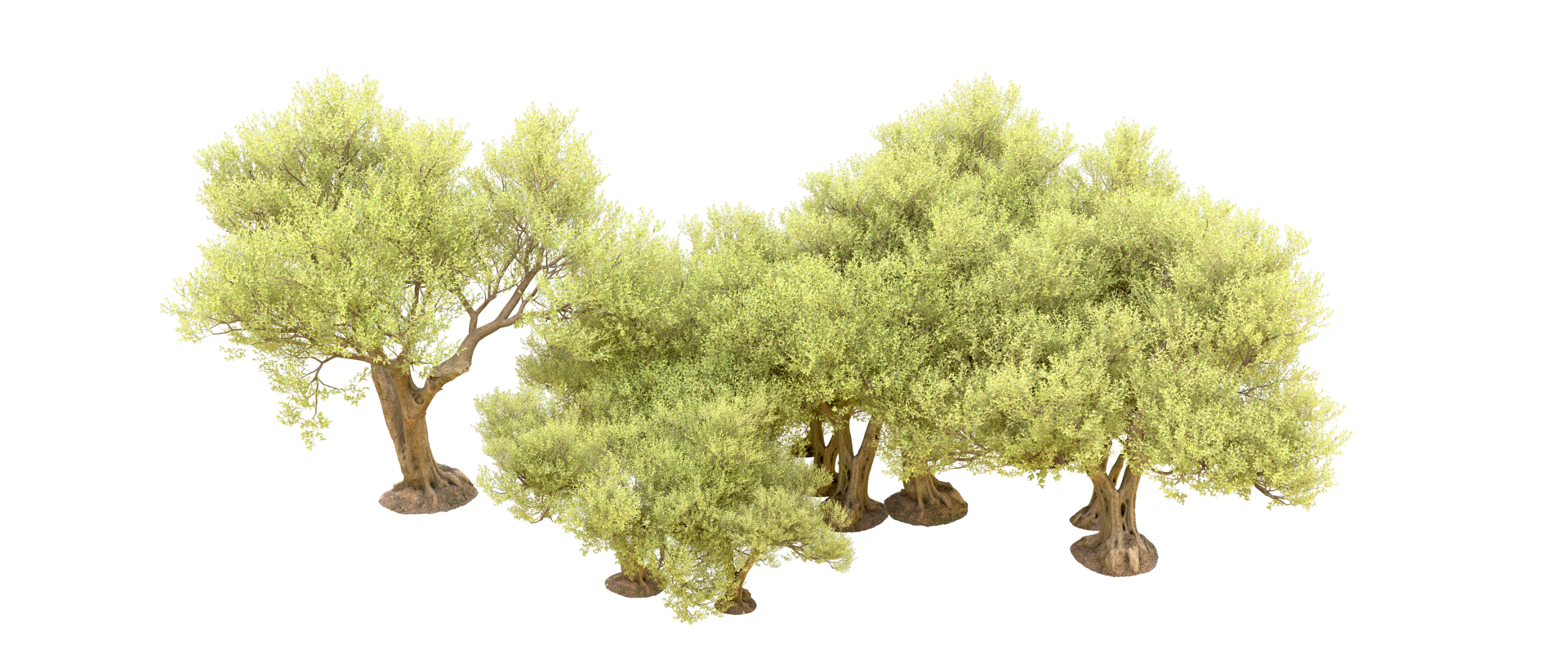 Green forest isolated on background. 3d rendering - illustration png