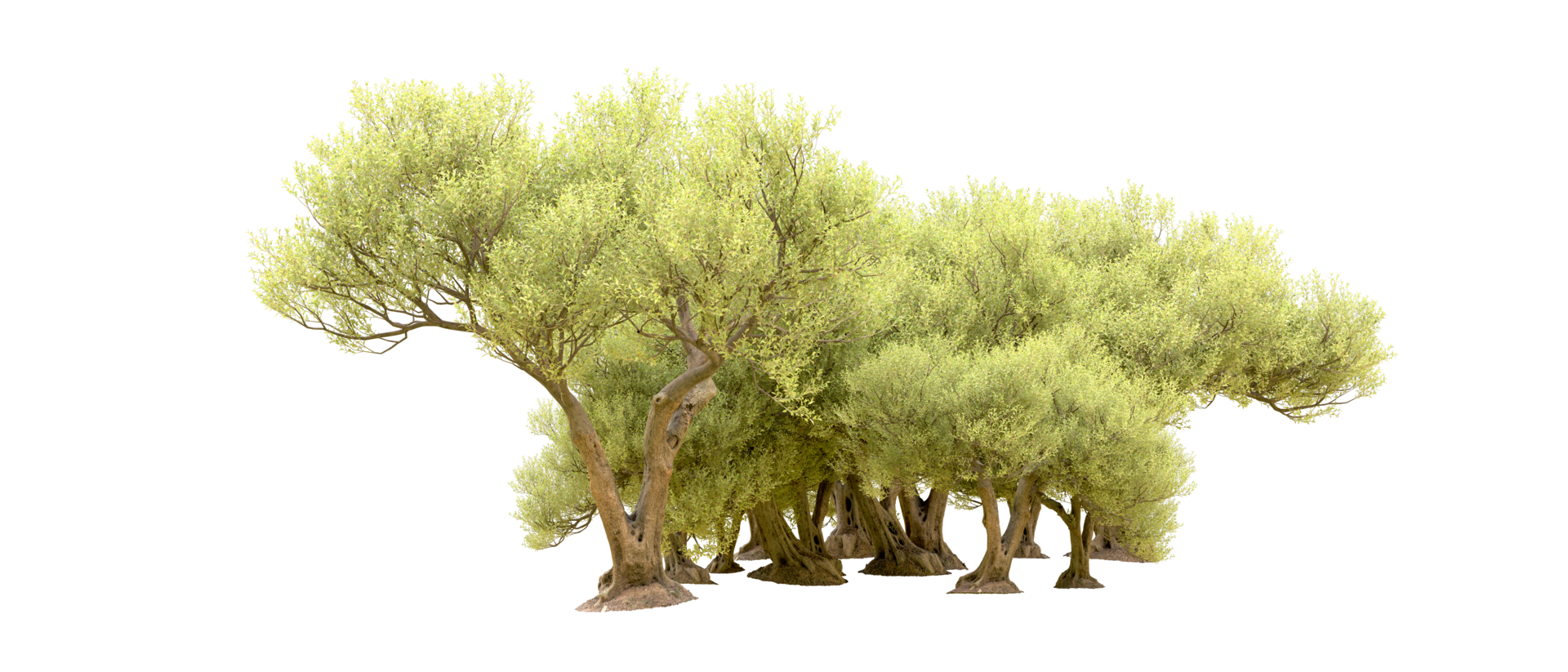 Green forest isolated on background. 3d rendering - illustration png