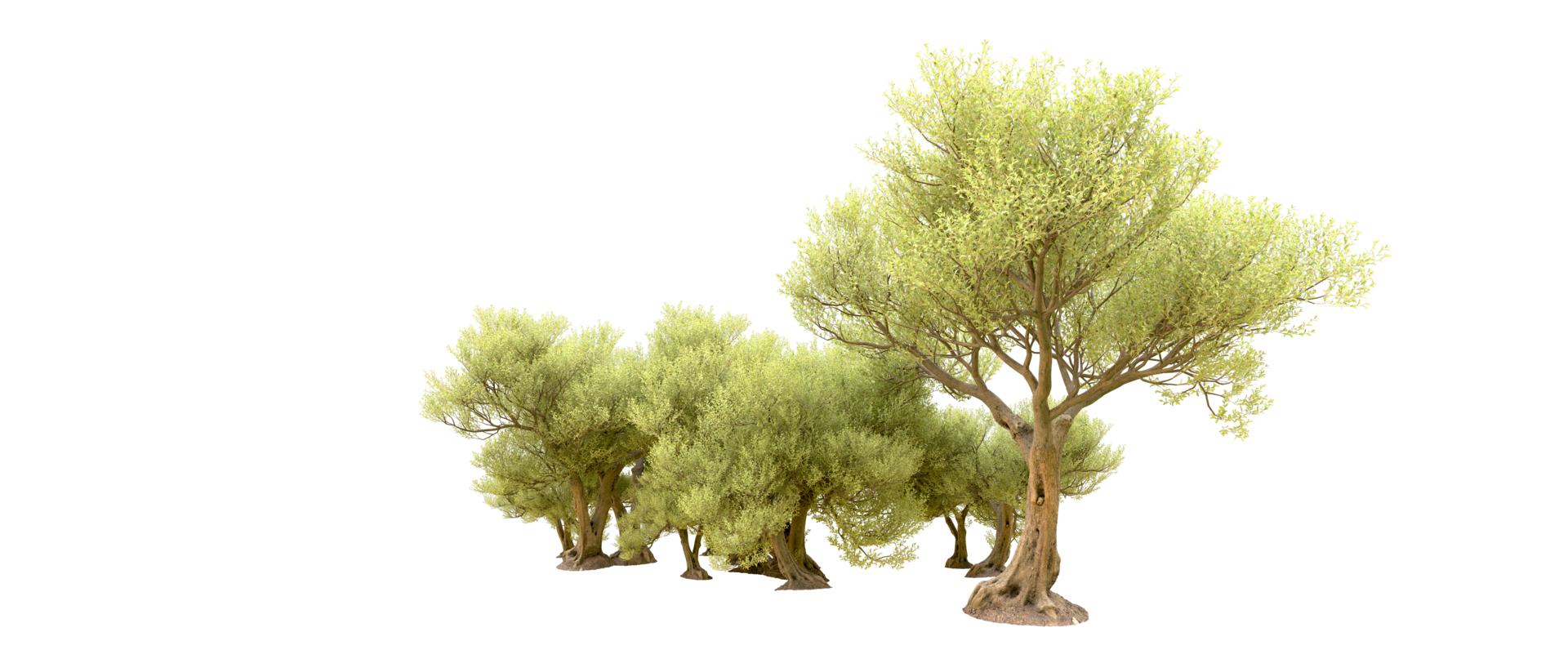 Green forest isolated on background. 3d rendering - illustration png