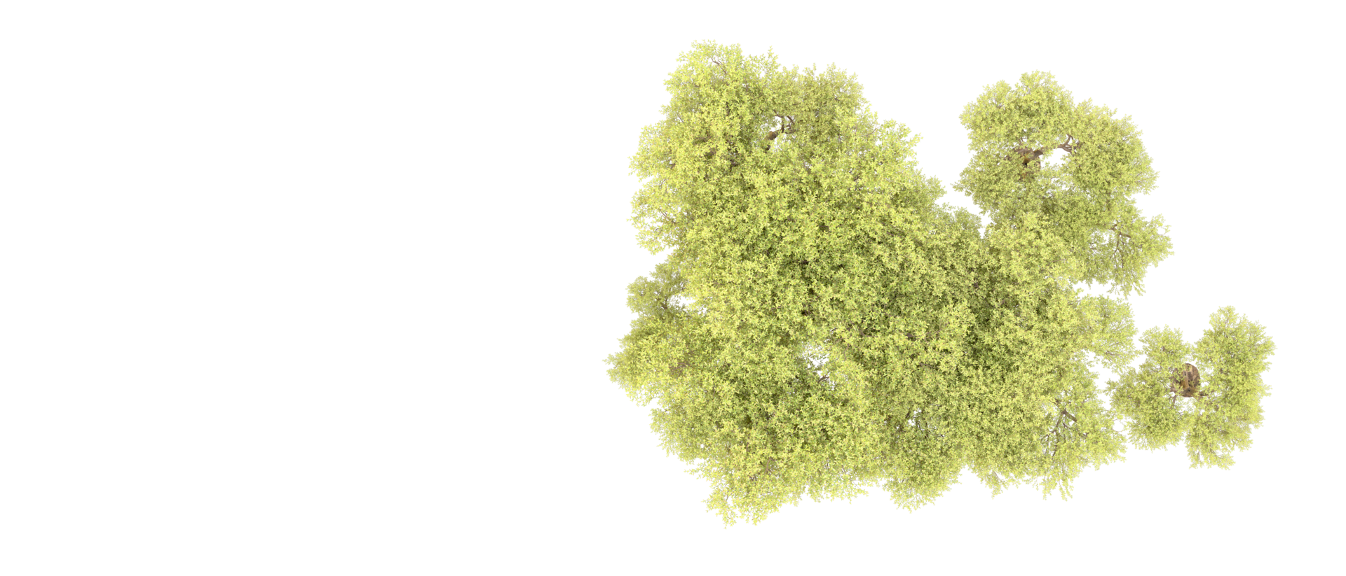 Green forest isolated on background. 3d rendering - illustration png