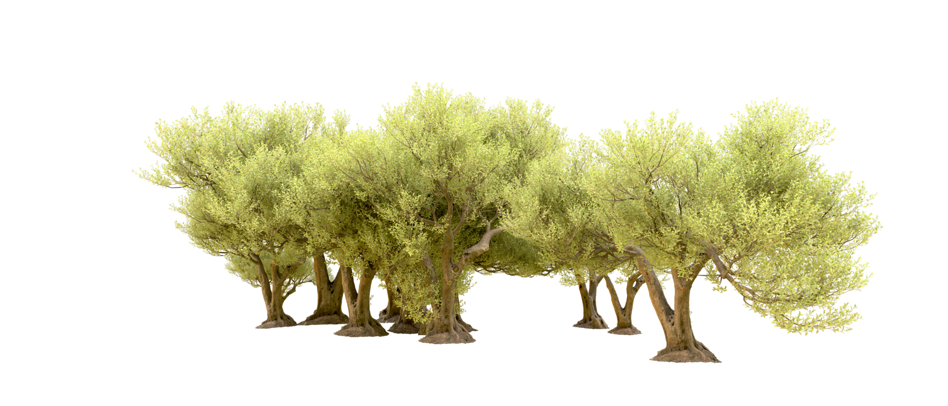 Green forest isolated on background. 3d rendering - illustration png
