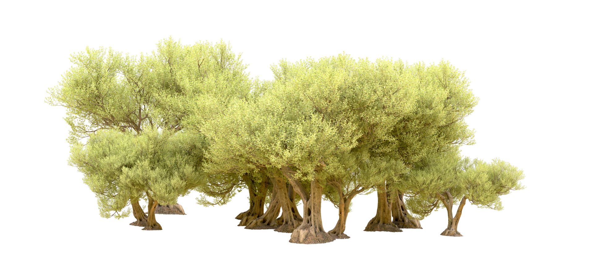 Green forest isolated on background. 3d rendering - illustration png