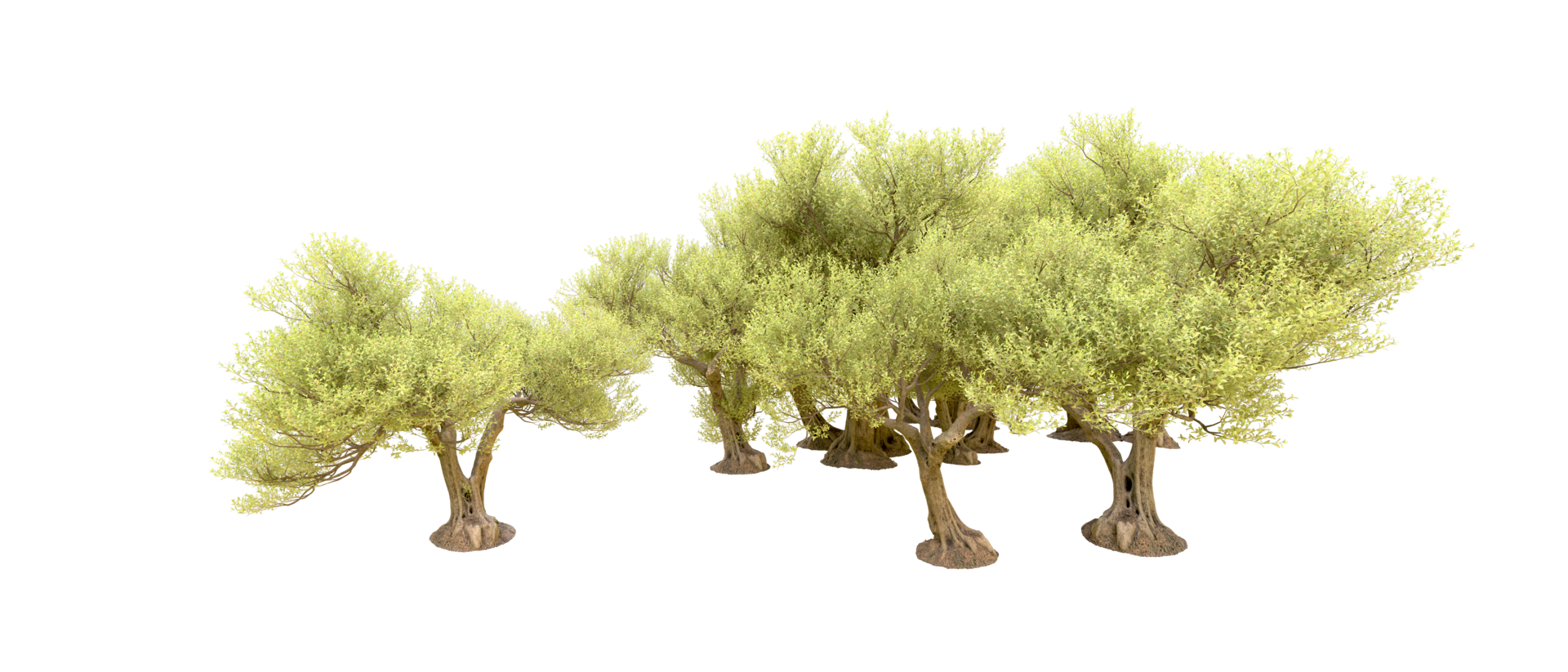 verde foresta isolato su sfondo. 3d interpretazione - illustrazione png