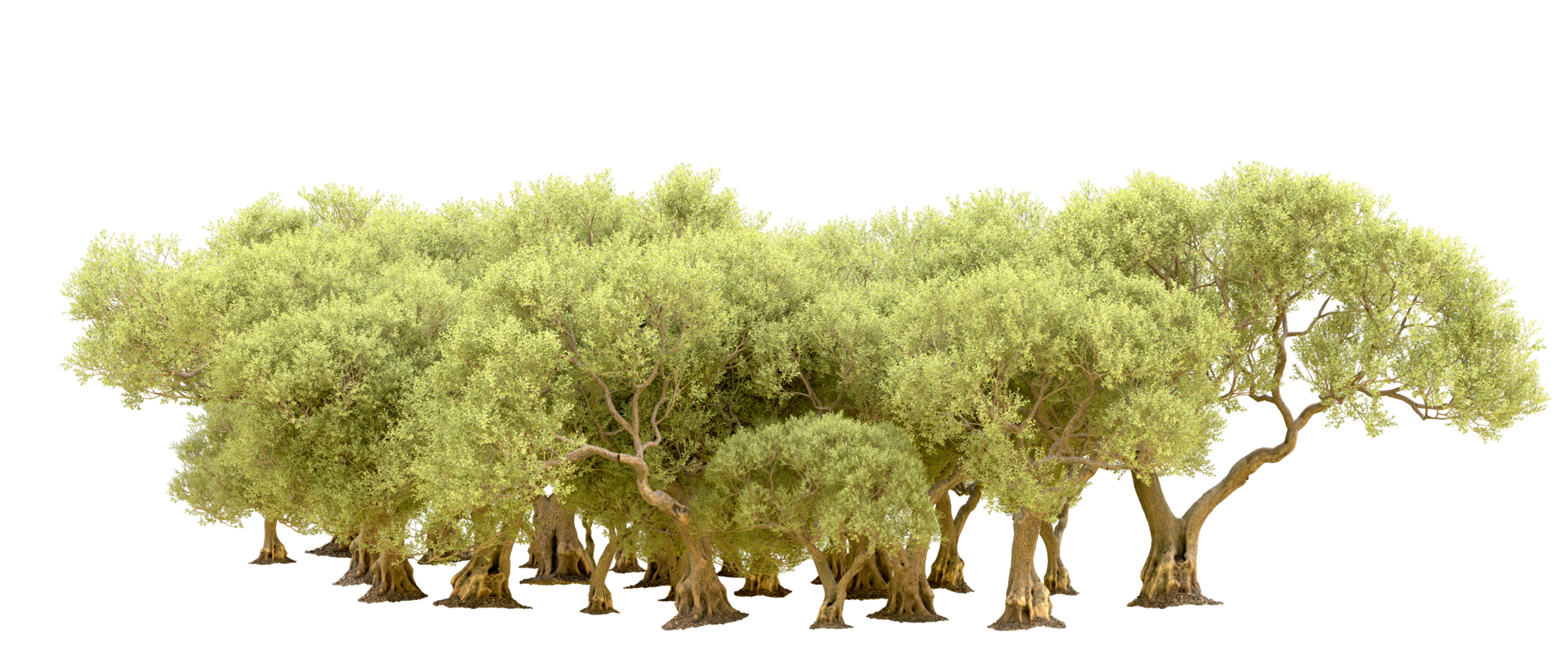 Green forest isolated on background. 3d rendering - illustration png