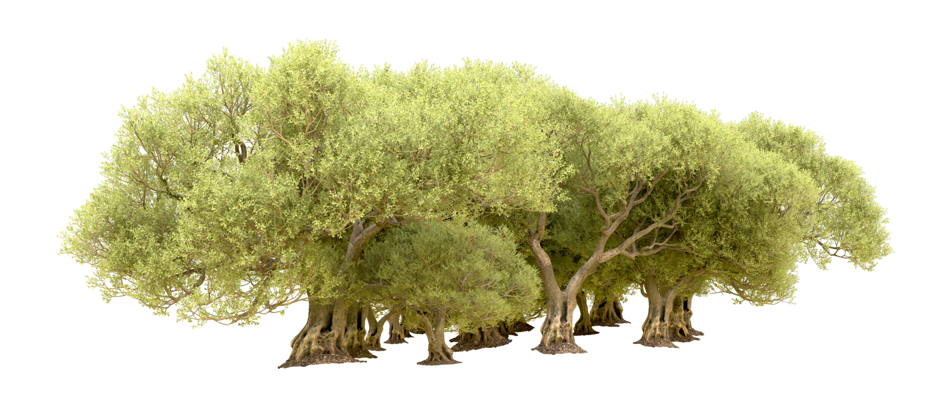 Green forest isolated on background. 3d rendering - illustration png