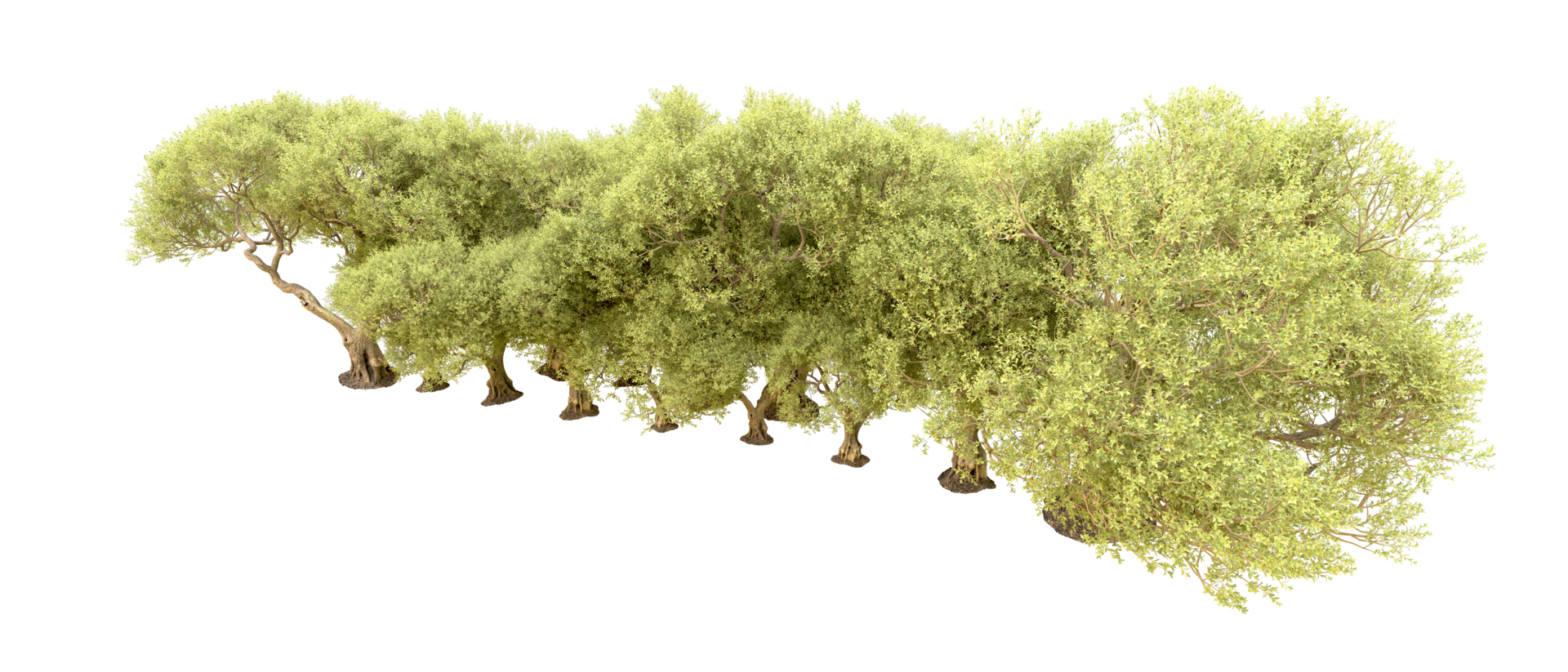 Green forest isolated on background. 3d rendering - illustration png