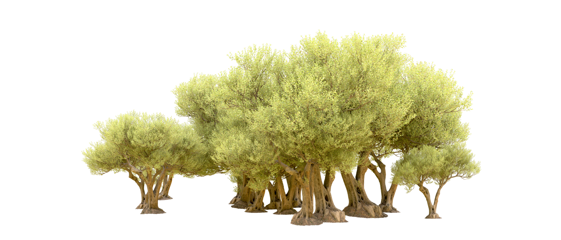 Green forest isolated on background. 3d rendering - illustration png