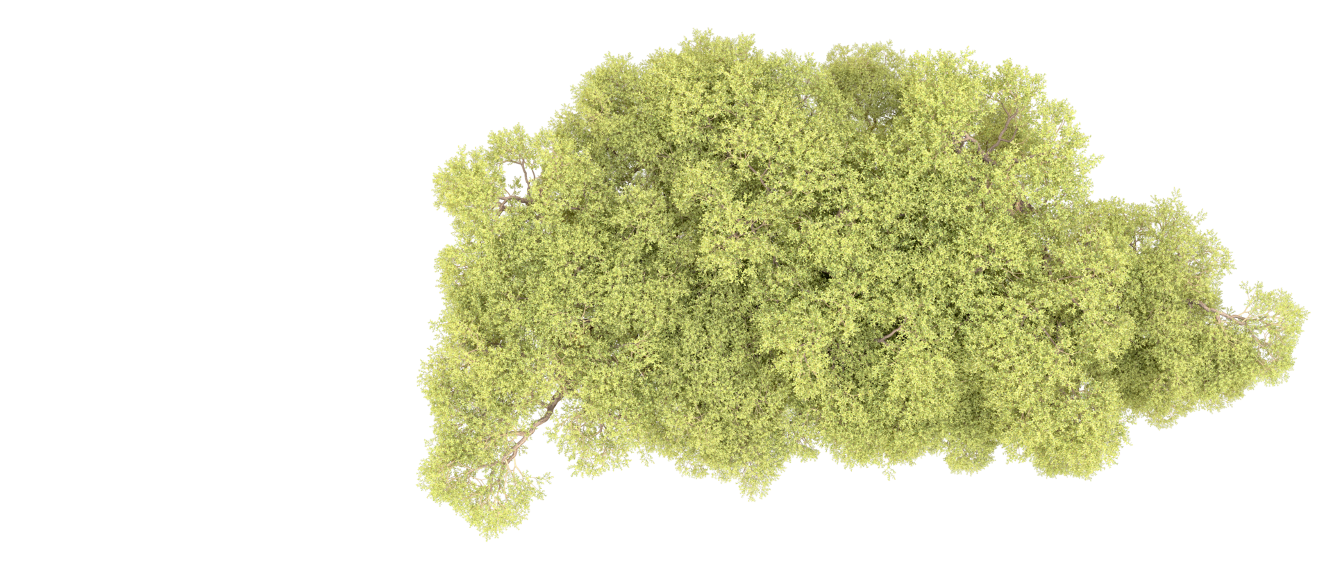 Green forest isolated on background. 3d rendering - illustration png