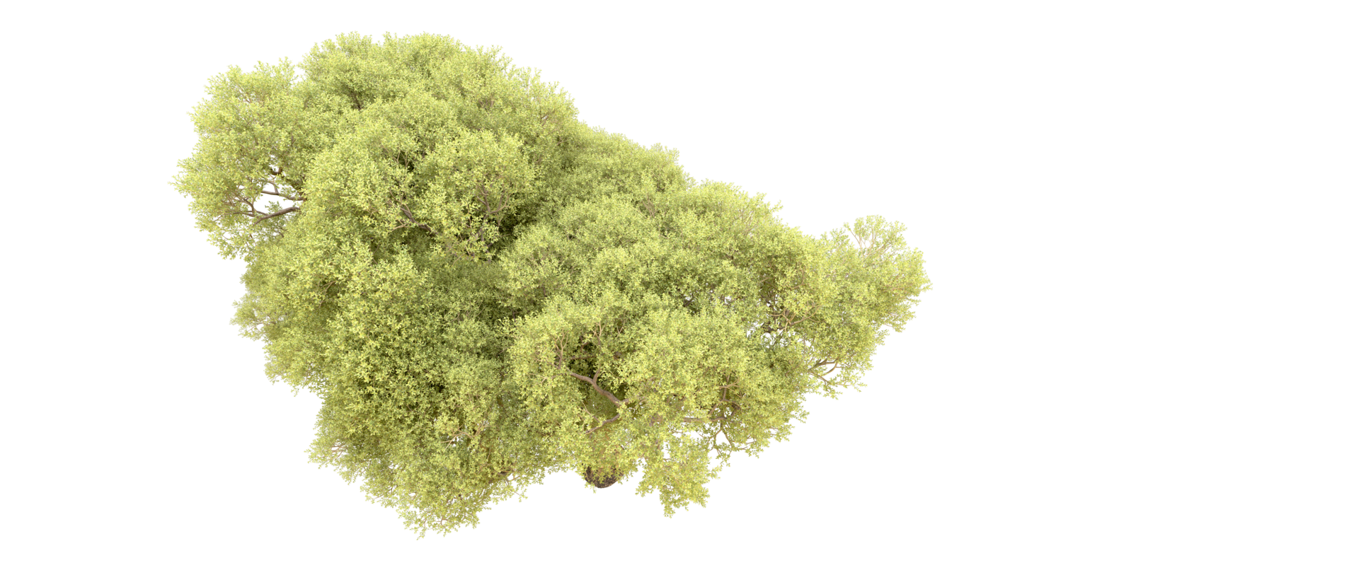 verde foresta isolato su sfondo. 3d interpretazione - illustrazione png