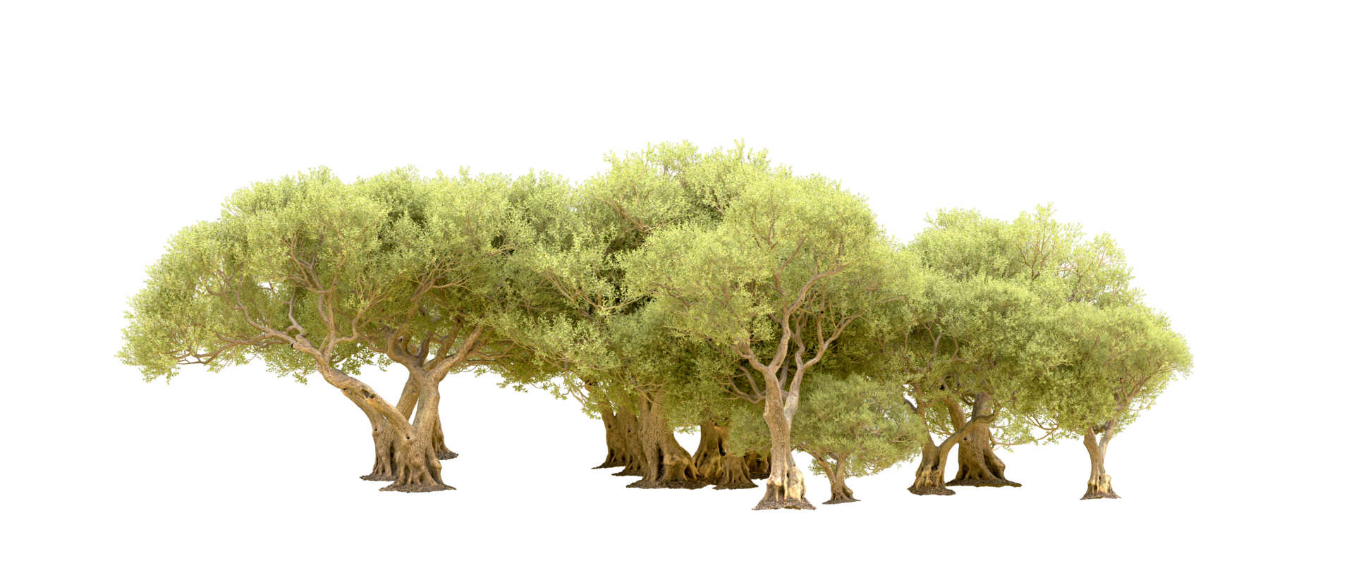 Green forest isolated on background. 3d rendering - illustration png