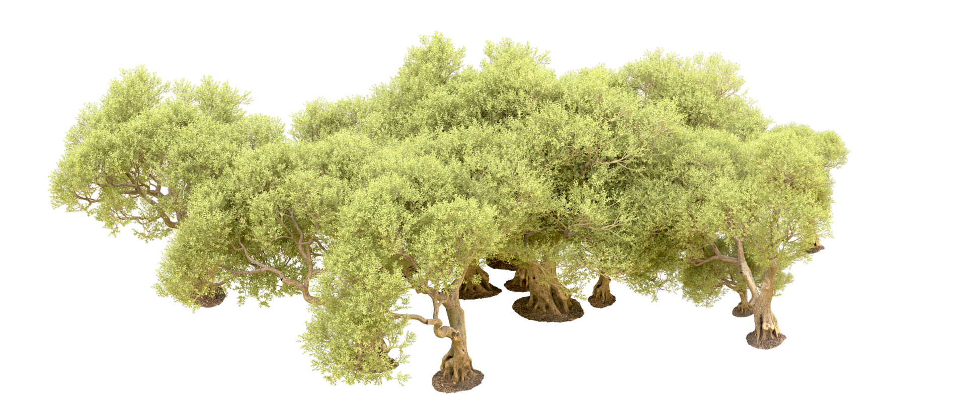 Green forest isolated on background. 3d rendering - illustration png