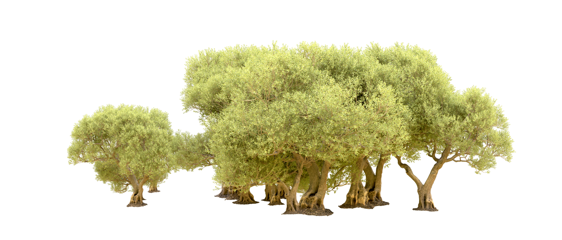Green forest isolated on background. 3d rendering - illustration png