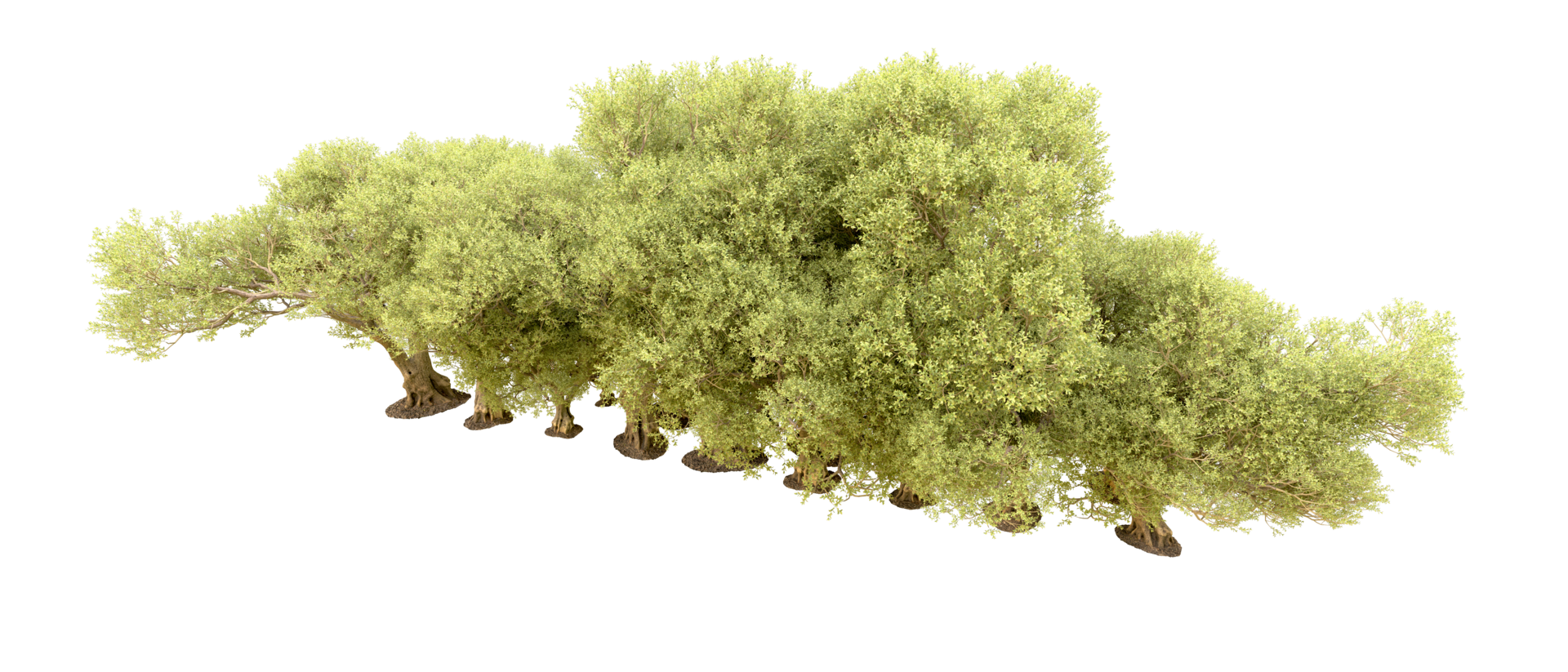 Green forest isolated on background. 3d rendering - illustration png