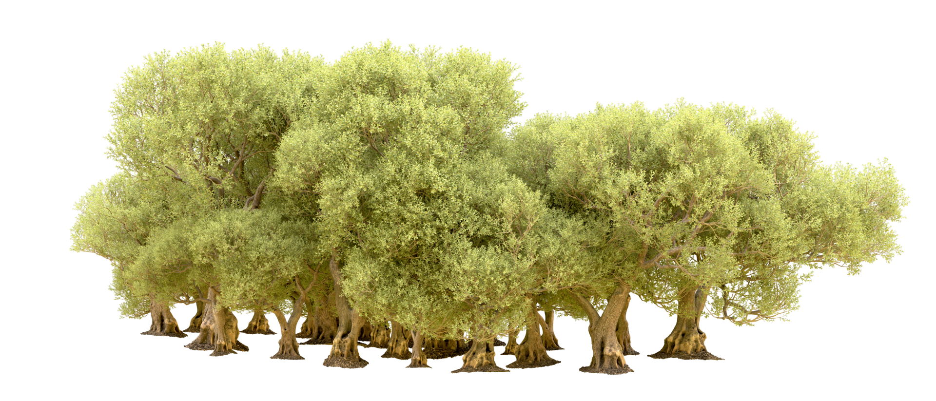 Green forest isolated on background. 3d rendering - illustration png