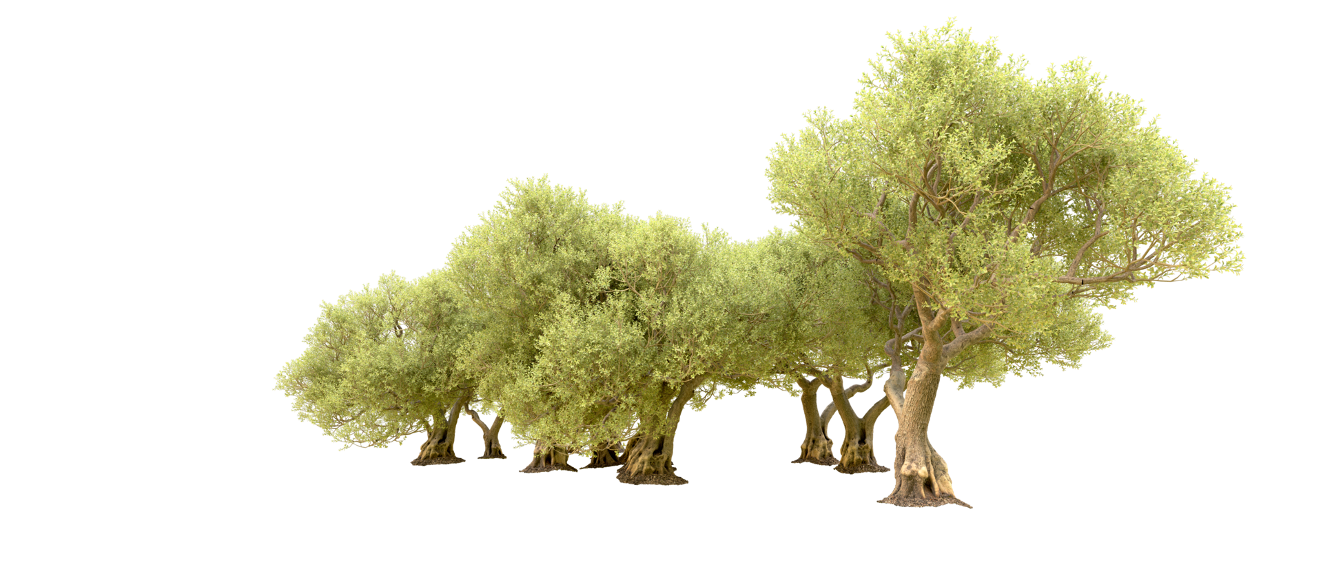 Green forest isolated on background. 3d rendering - illustration png