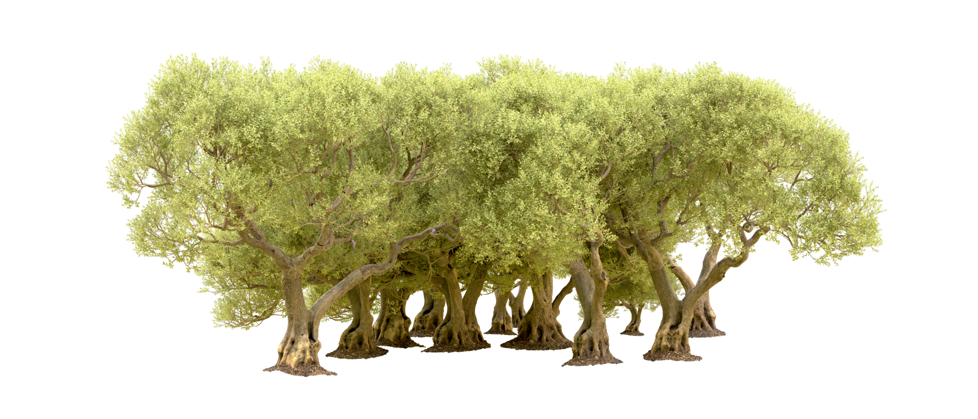 Green forest isolated on background. 3d rendering - illustration png