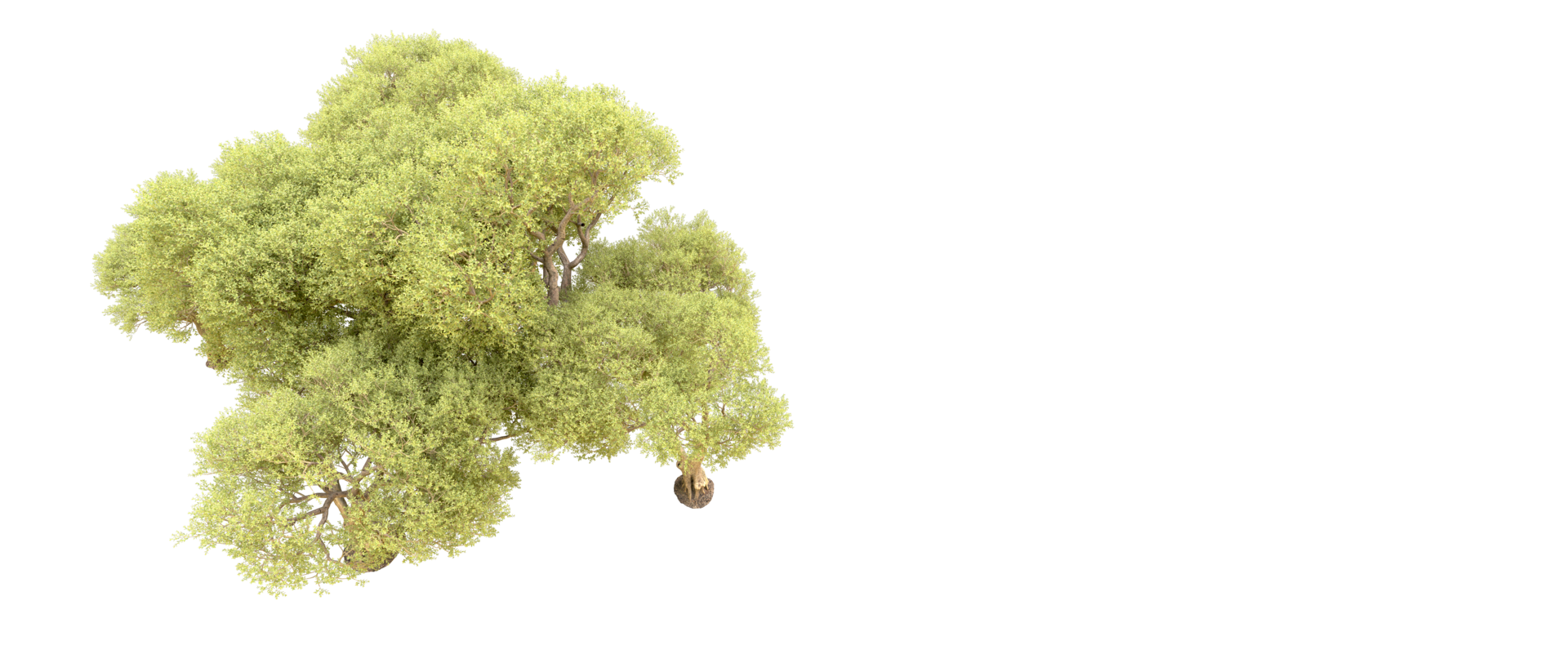 Green forest isolated on background. 3d rendering - illustration png