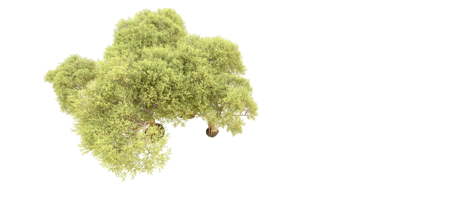Green forest isolated on background. 3d rendering - illustration png