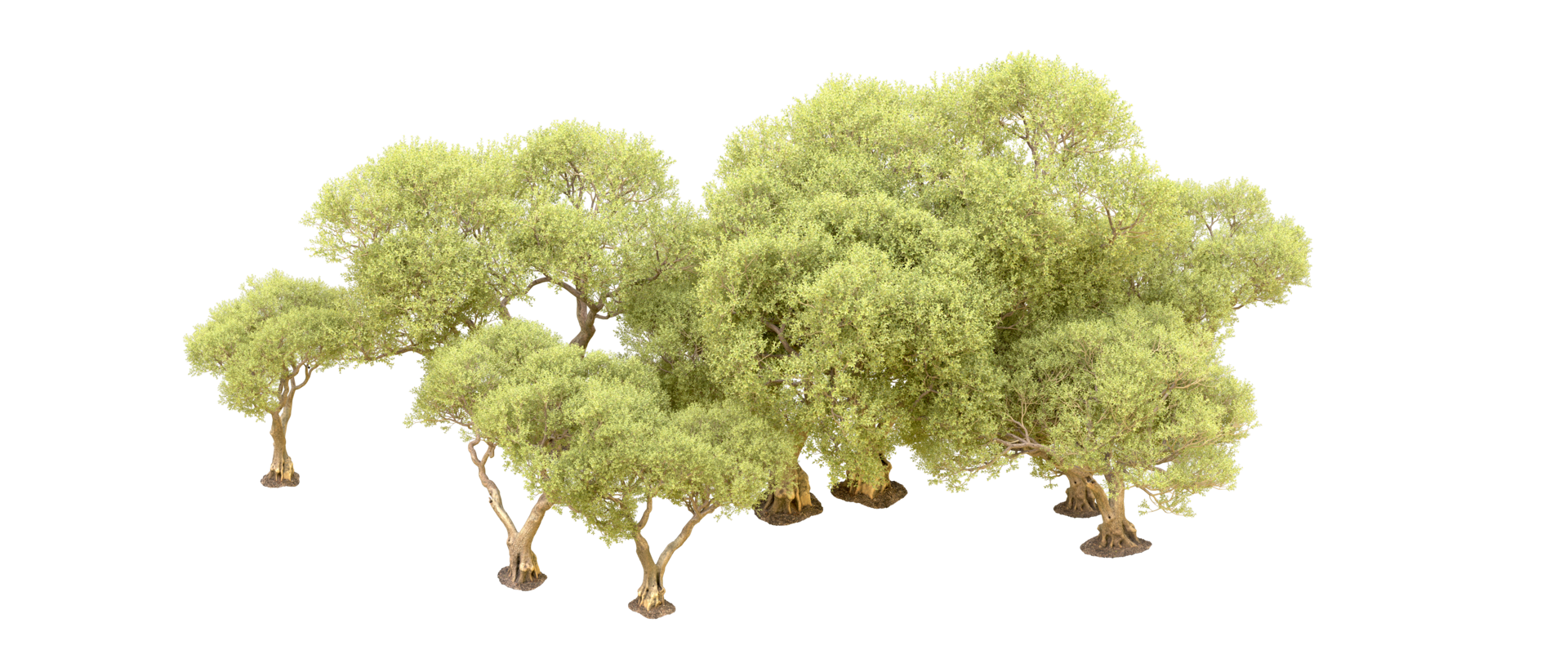 Green forest isolated on background. 3d rendering - illustration png