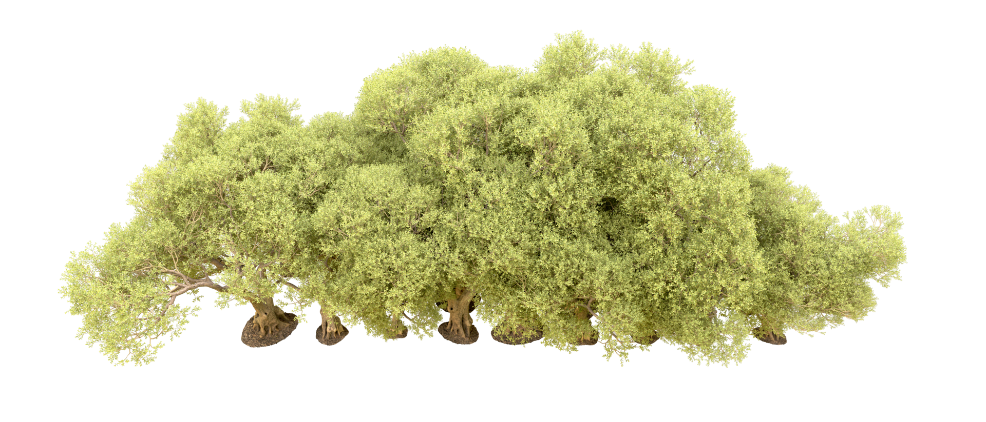 Green forest isolated on background. 3d rendering - illustration png
