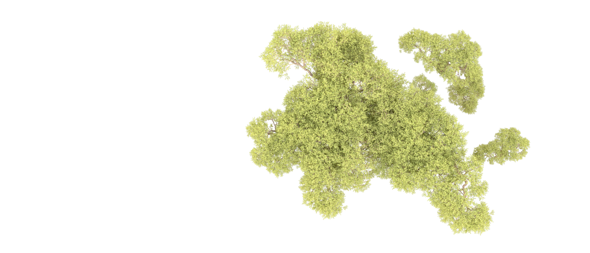 groen Woud geïsoleerd Aan achtergrond. 3d renderen - illustratie png