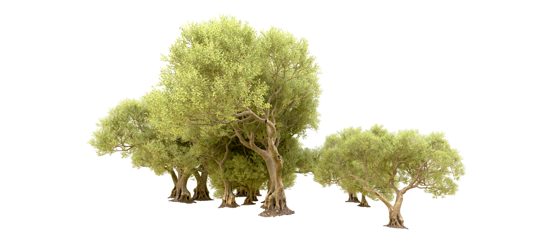 Green forest isolated on background. 3d rendering - illustration png