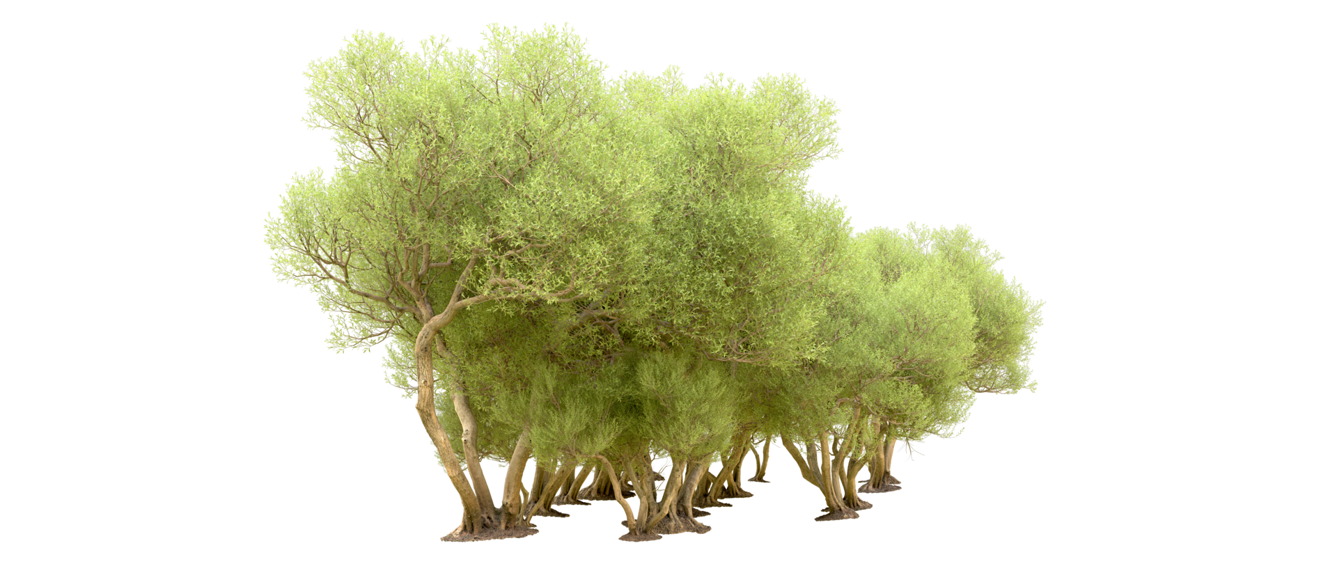 Green forest isolated on background. 3d rendering - illustration png