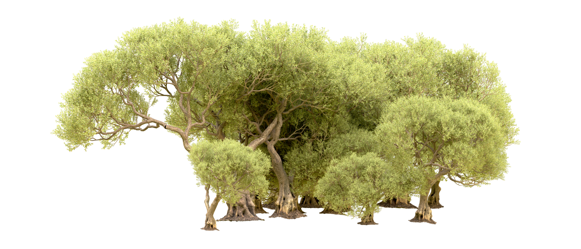 Green forest isolated on background. 3d rendering - illustration png