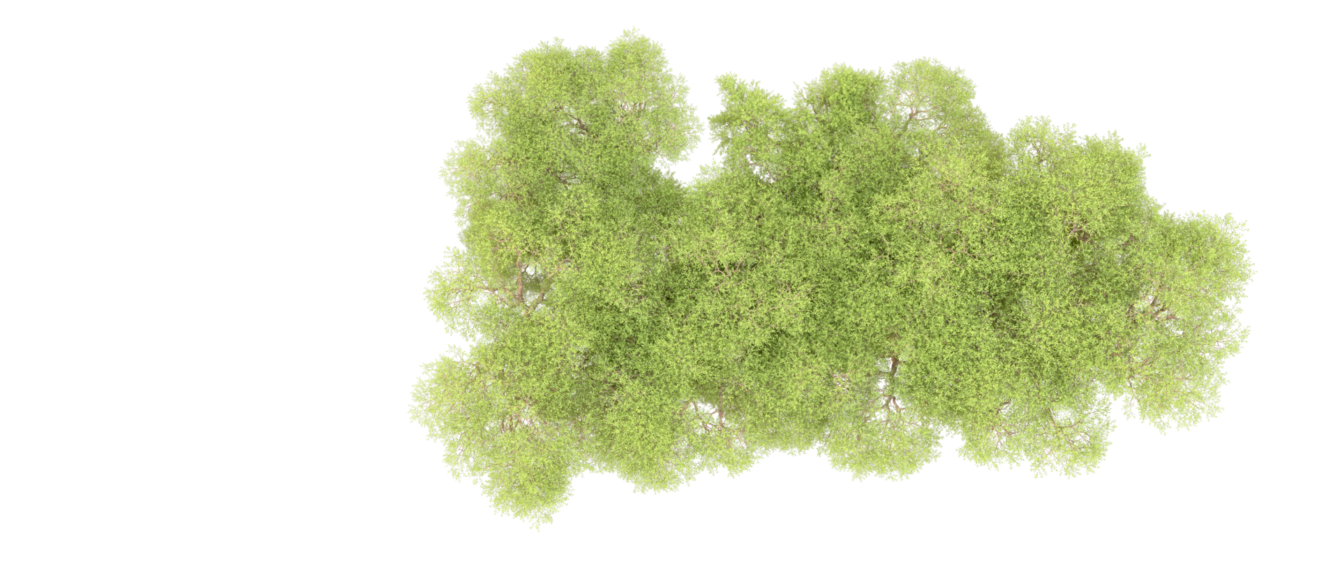 Green forest isolated on background. 3d rendering - illustration png