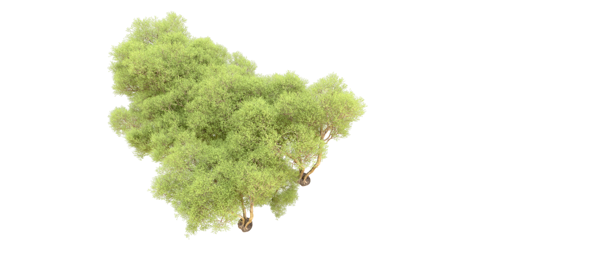 Green forest isolated on background. 3d rendering - illustration png