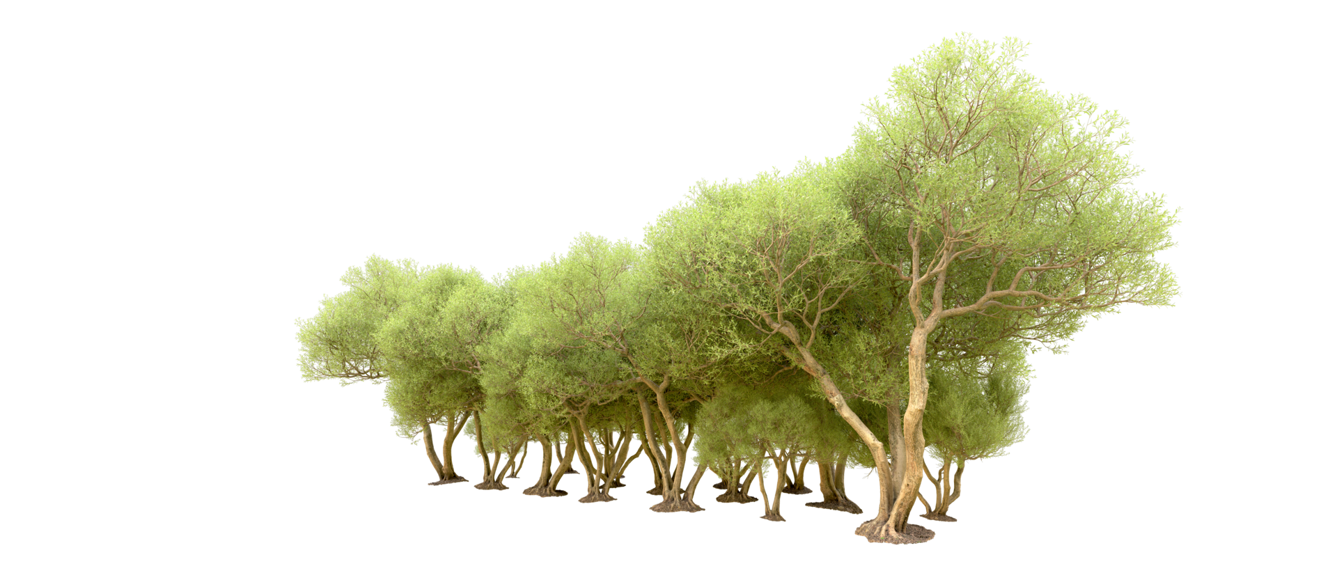 Green forest isolated on background. 3d rendering - illustration png