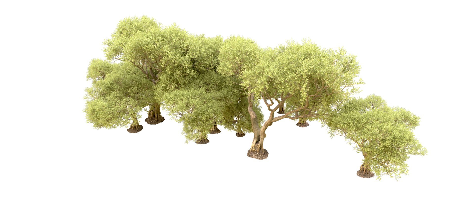Green forest isolated on background. 3d rendering - illustration png