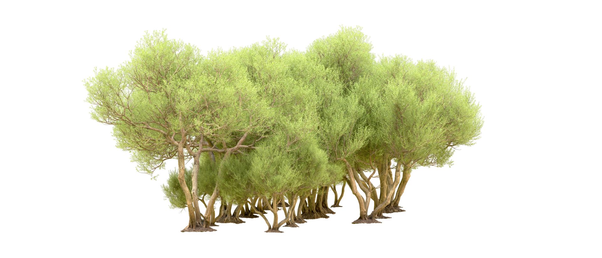 Green forest isolated on background. 3d rendering - illustration png