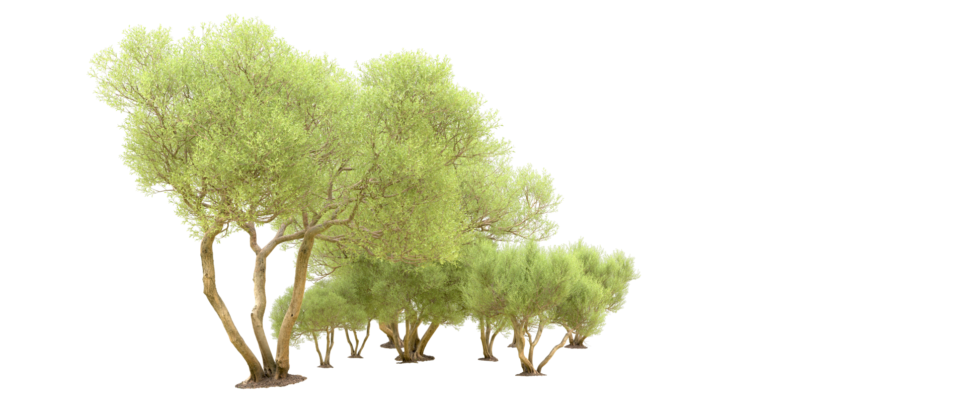 Green forest isolated on background. 3d rendering - illustration png
