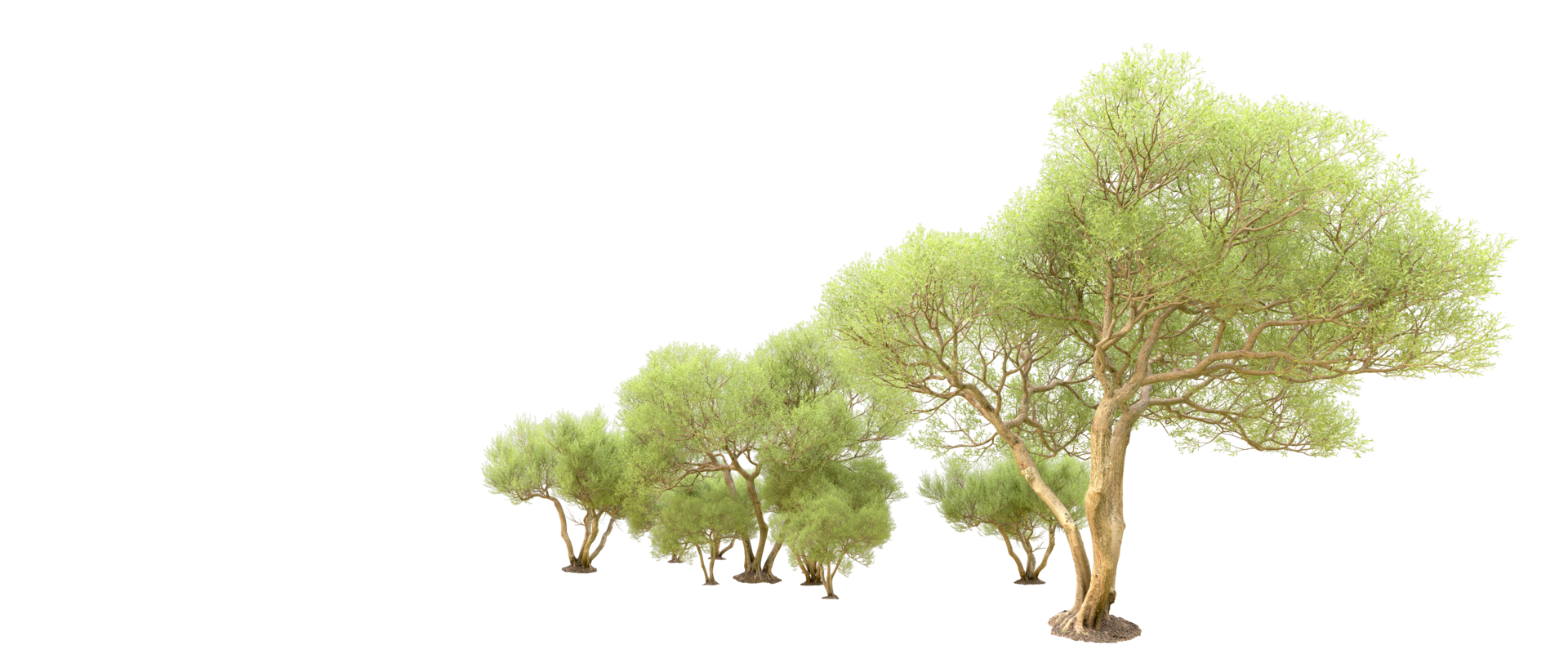 Green forest isolated on background. 3d rendering - illustration png