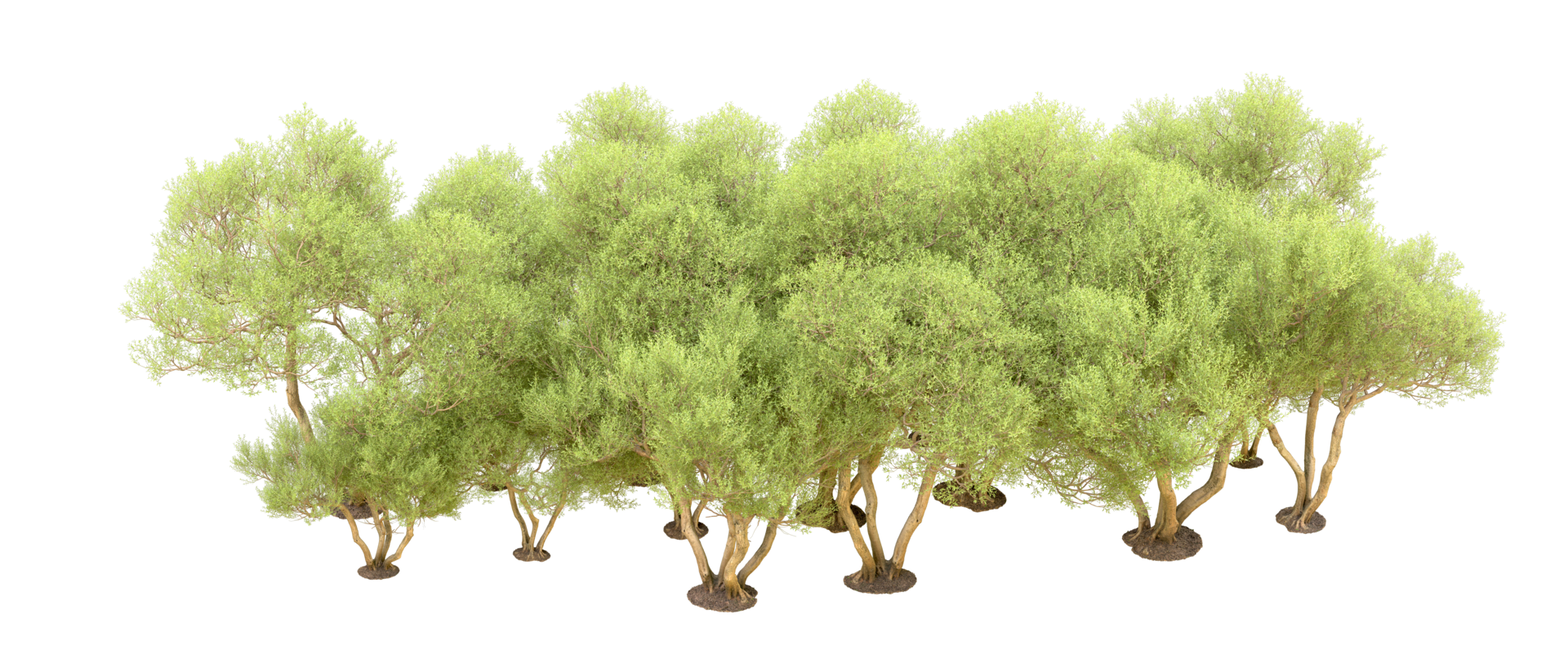 Green forest isolated on background. 3d rendering - illustration png