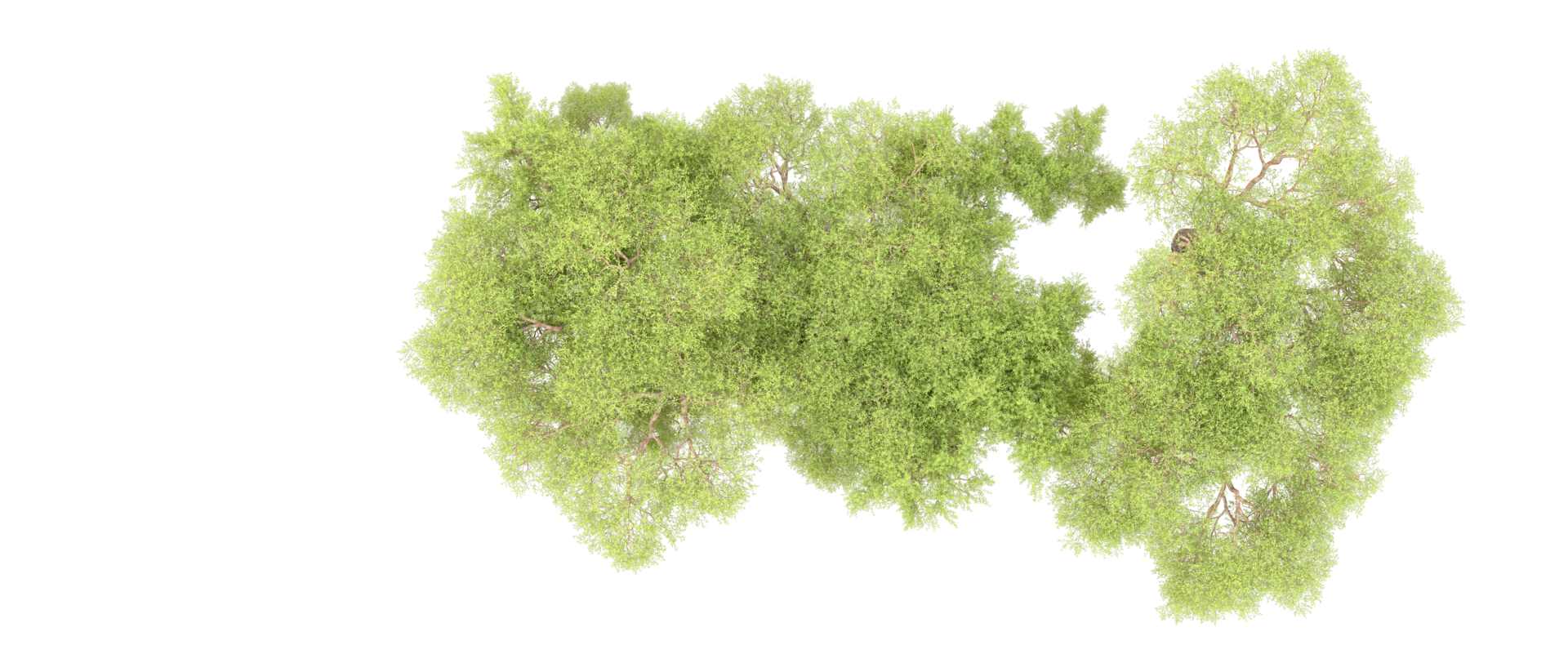 Green forest isolated on background. 3d rendering - illustration png