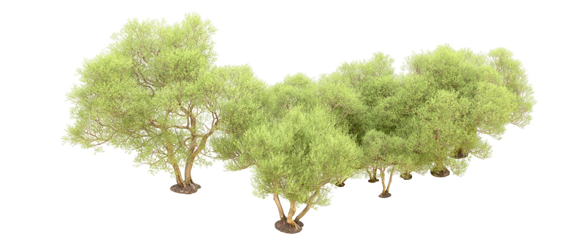 Green forest isolated on background. 3d rendering - illustration png