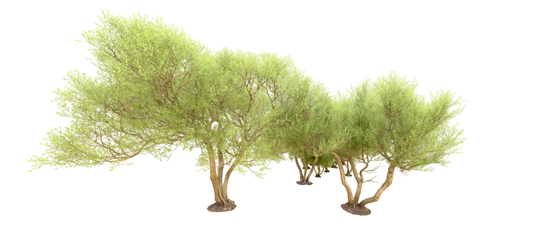 Green forest isolated on background. 3d rendering - illustration png