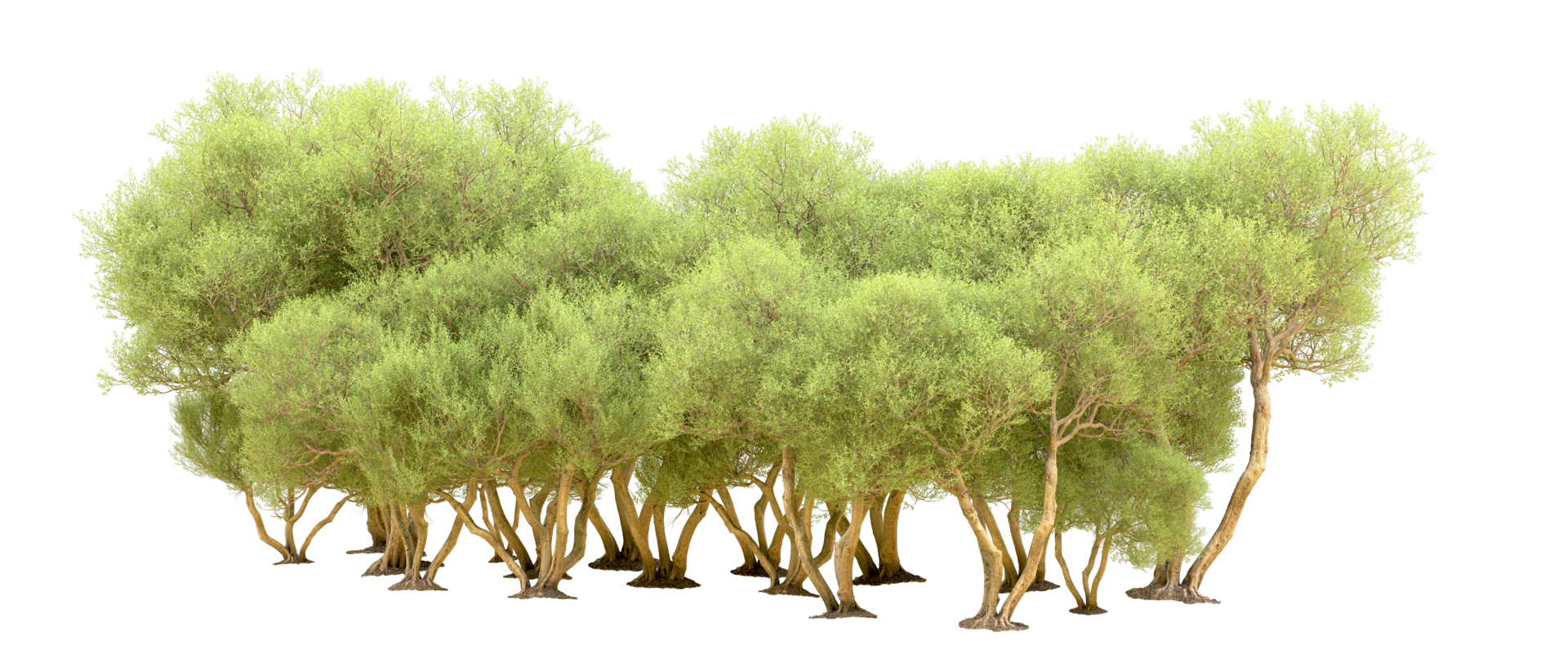 Green forest isolated on background. 3d rendering - illustration png