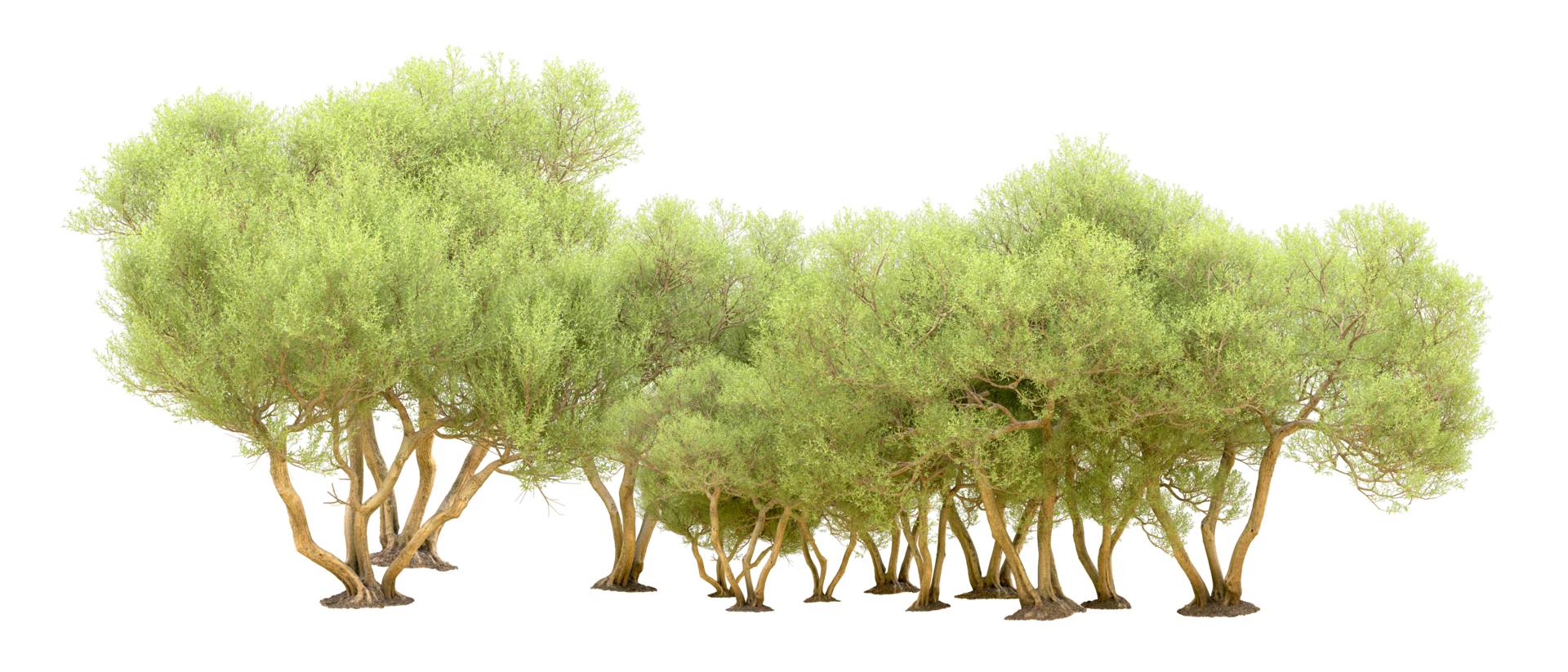 Green forest isolated on background. 3d rendering - illustration png