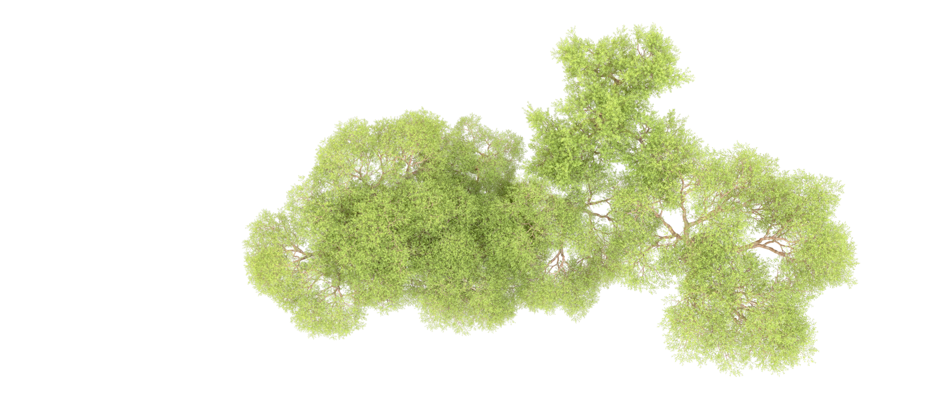 Green forest isolated on background. 3d rendering - illustration png