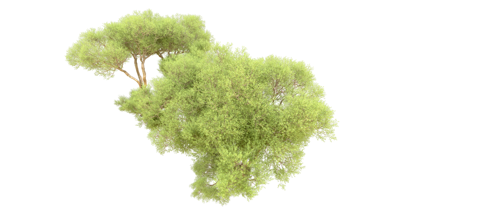 Green forest isolated on background. 3d rendering - illustration png