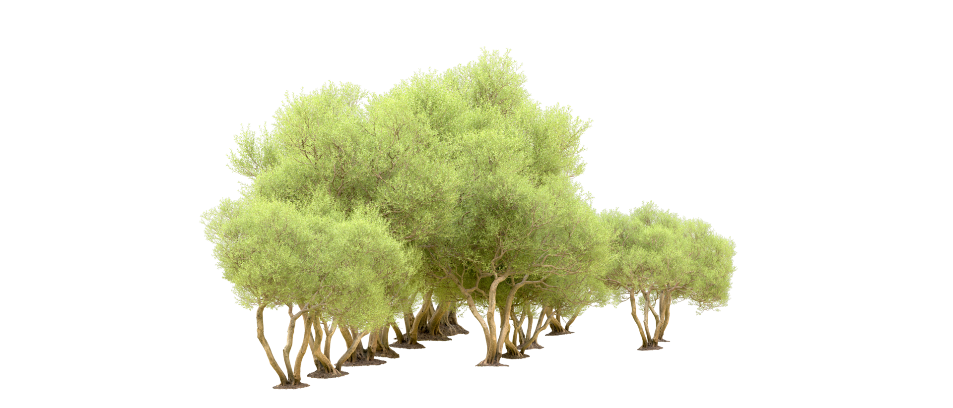 Green forest isolated on background. 3d rendering - illustration png