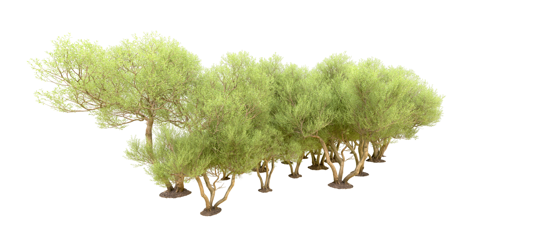 vert forêt isolé sur Contexte. 3d le rendu - illustration png