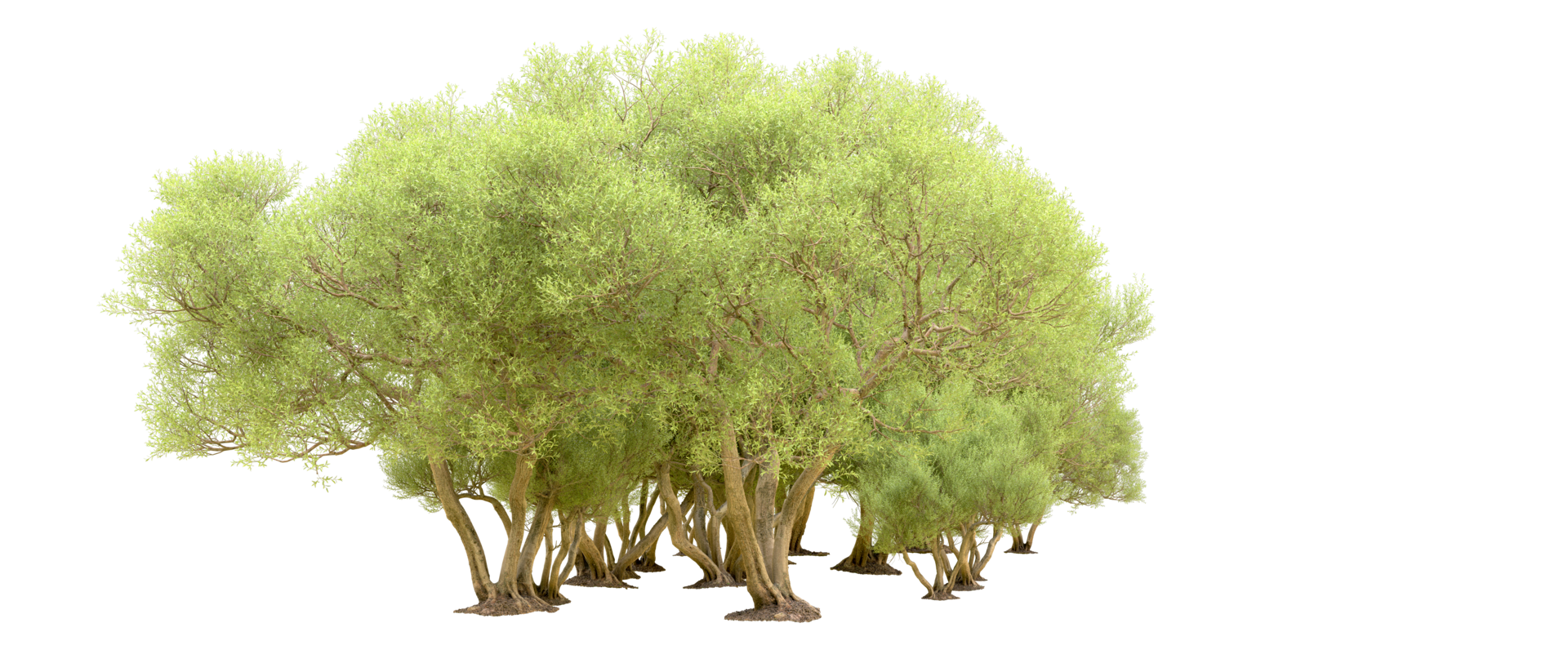 Green forest isolated on background. 3d rendering - illustration png