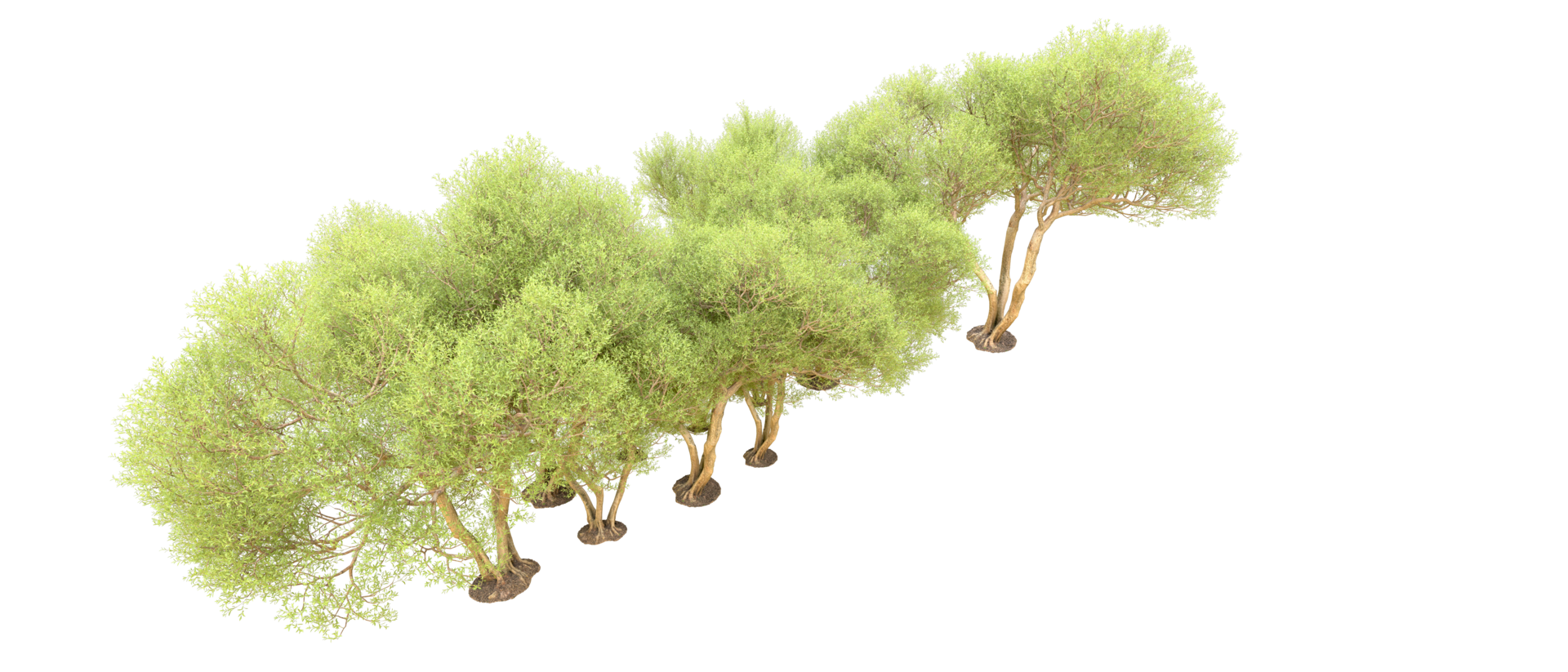 Green forest isolated on background. 3d rendering - illustration png